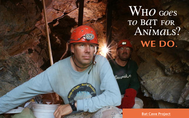 Bat cave habitat entrance