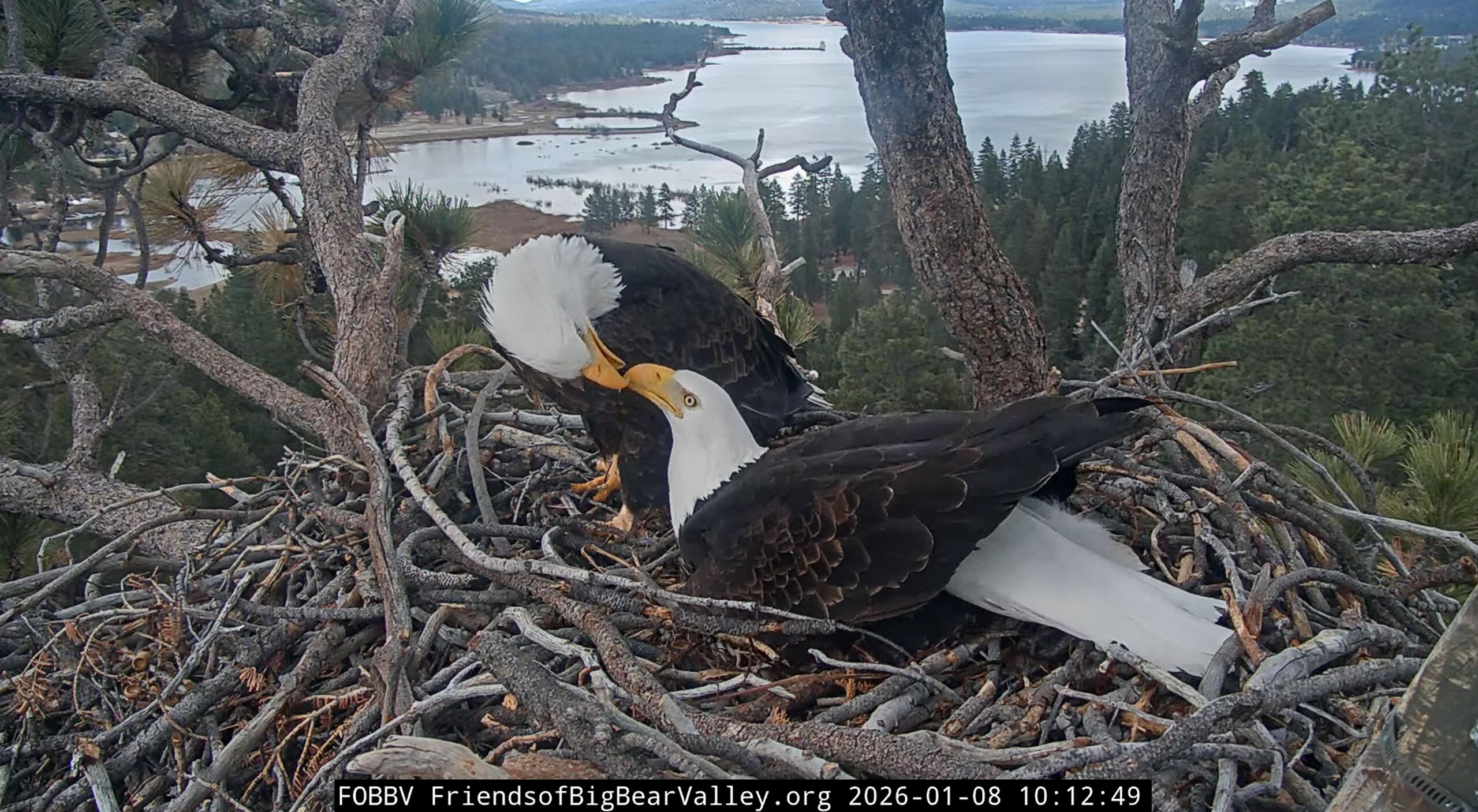 Jackie and Shadow, bald eagles at Moon Camp