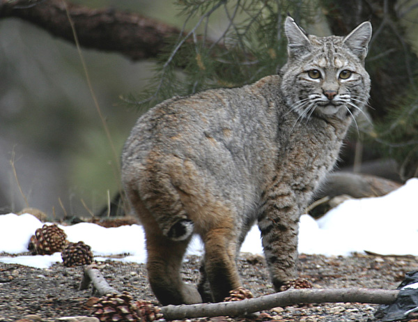 San Bernardino Mountains Land Trust :: Our Calendar